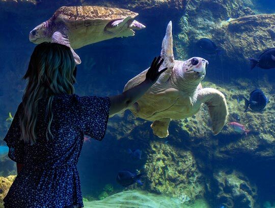 At SeaWorld San Diego, a girl smiles as he interacts with a sea turtle