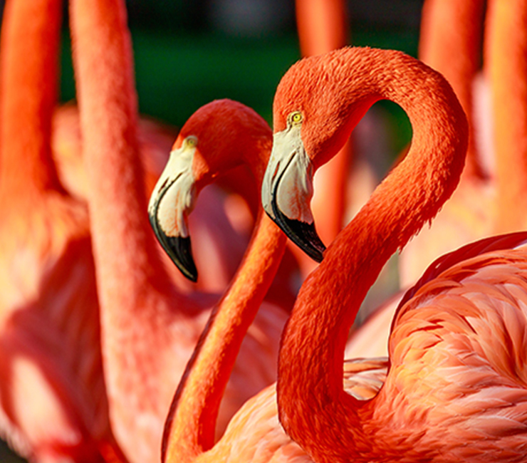 Up-close with Flamingos at the San Diego Zoo