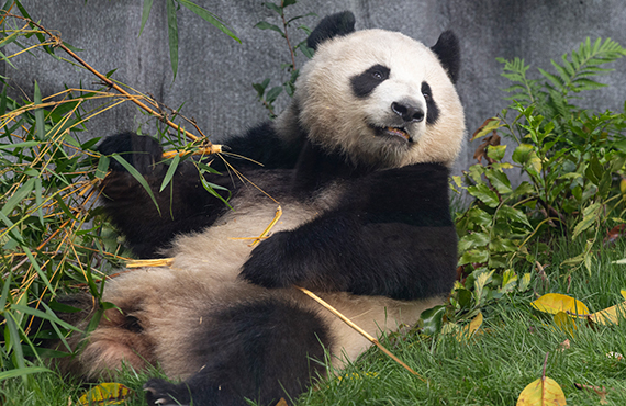 Close up Panda at the San Diego Zoo